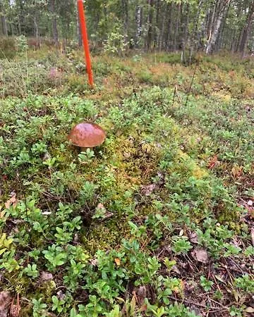 Semesterbostad Lomamoekit Saimaanranta Suur-saimaa