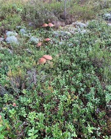 Semesterbostad Lomamoekit Saimaanranta Suur-saimaa *