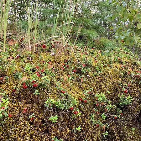 Lomamoekit Saimaanranta Suur-saimaa Semesterbostad Taipalsaari