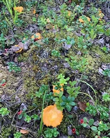 Lomamoekit Saimaanranta Suur-saimaa Taipalsaari