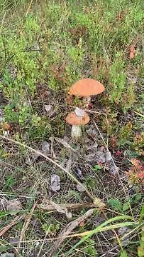 Lomamoekit Saimaanranta Suur-saimaa * Taipalsaari