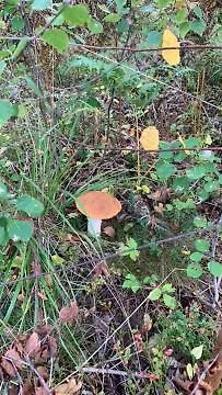 Lomamoekit Saimaanranta Suur-saimaa