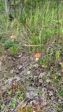 Semesterbostad Lomamoekit Saimaanranta Suur-saimaa *