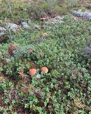 Lomamoekit Saimaanranta Suur-saimaa Ferienhaus Taipalsaari