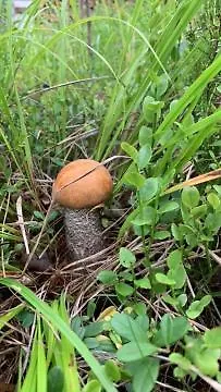 Semesterbostad Lomamoekit Saimaanranta Suur-saimaa Taipalsaari