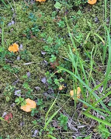 Lomamoekit Saimaanranta Suur-saimaa *