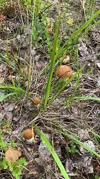 Semesterbostad Lomamoekit Saimaanranta Suur-saimaa