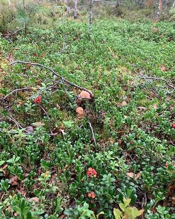 Lomamoekit Saimaanranta Suur-saimaa Ferienhaus *