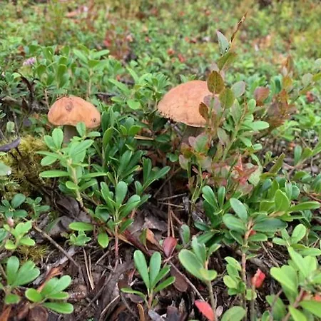 Semesterbostad Lomamoekit Saimaanranta Suur-saimaa *
