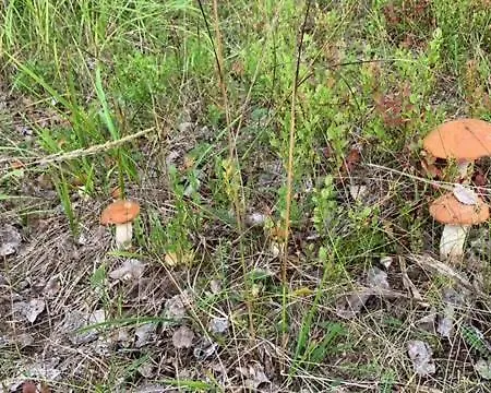 Lomamoekit Saimaanranta Suur-saimaa *