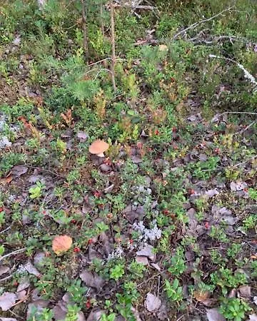 Lomamoekit Saimaanranta Suur-saimaa * Taipalsaari