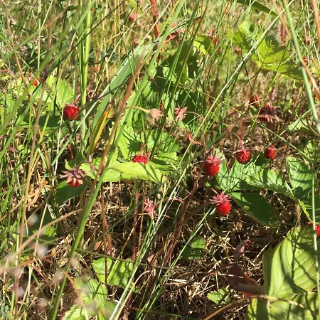 Lomamoekit Saimaanranta Suur-saimaa * Taipalsaari