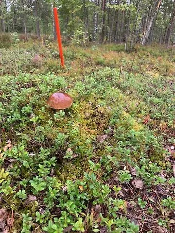 度假居 Lomamoekit Saimaanranta Suur-saimaa