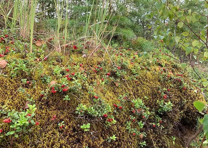 Lomamoekit Saimaanranta Suur-saimaa 度假居 Taipalsaari