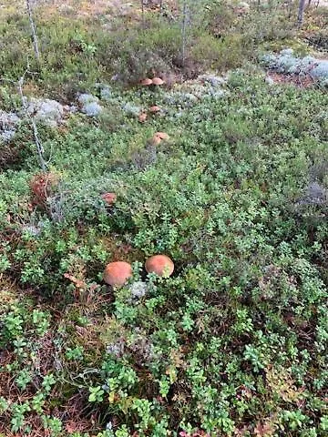 Lomamoekit Saimaanranta Suur-saimaa 度假居 Taipalsaari