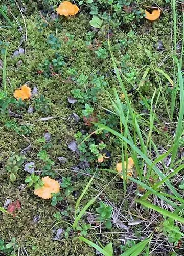 Lomamoekit Saimaanranta Suur-saimaa *