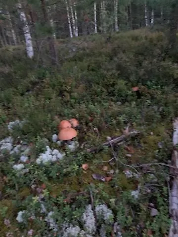 Lomamoekit Saimaanranta Suur-saimaa Taipalsaari