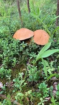 Lomamoekit Saimaanranta Suur-saimaa 度假居