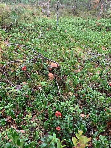 Lomamoekit Saimaanranta Suur-saimaa 度假居 *