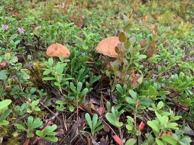 度假居 Lomamoekit Saimaanranta Suur-saimaa *