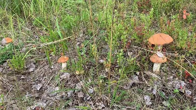 Lomamoekit Saimaanranta Suur-saimaa *