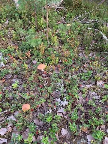 Lomamoekit Saimaanranta Suur-saimaa * Taipalsaari