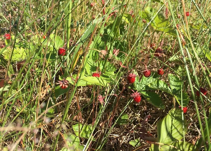 Lomamoekit Saimaanranta Suur-saimaa * Taipalsaari